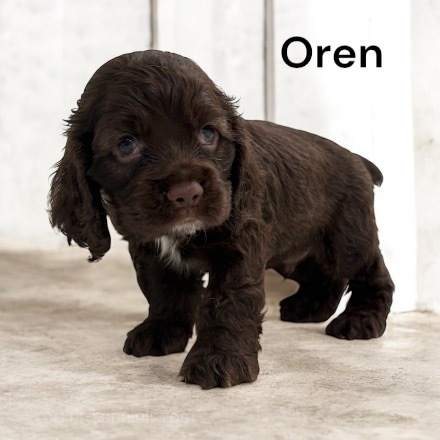 puppy, for, sale, Cocker Spaniel, Joe & Cherri  Overlease, dog, breeder, Miller, MO, dog-breeder, puppy-for-sale, forsale, nearby, find, puppyfind, locator, puppylocator, aca